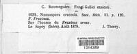 Naemaspora croceola image